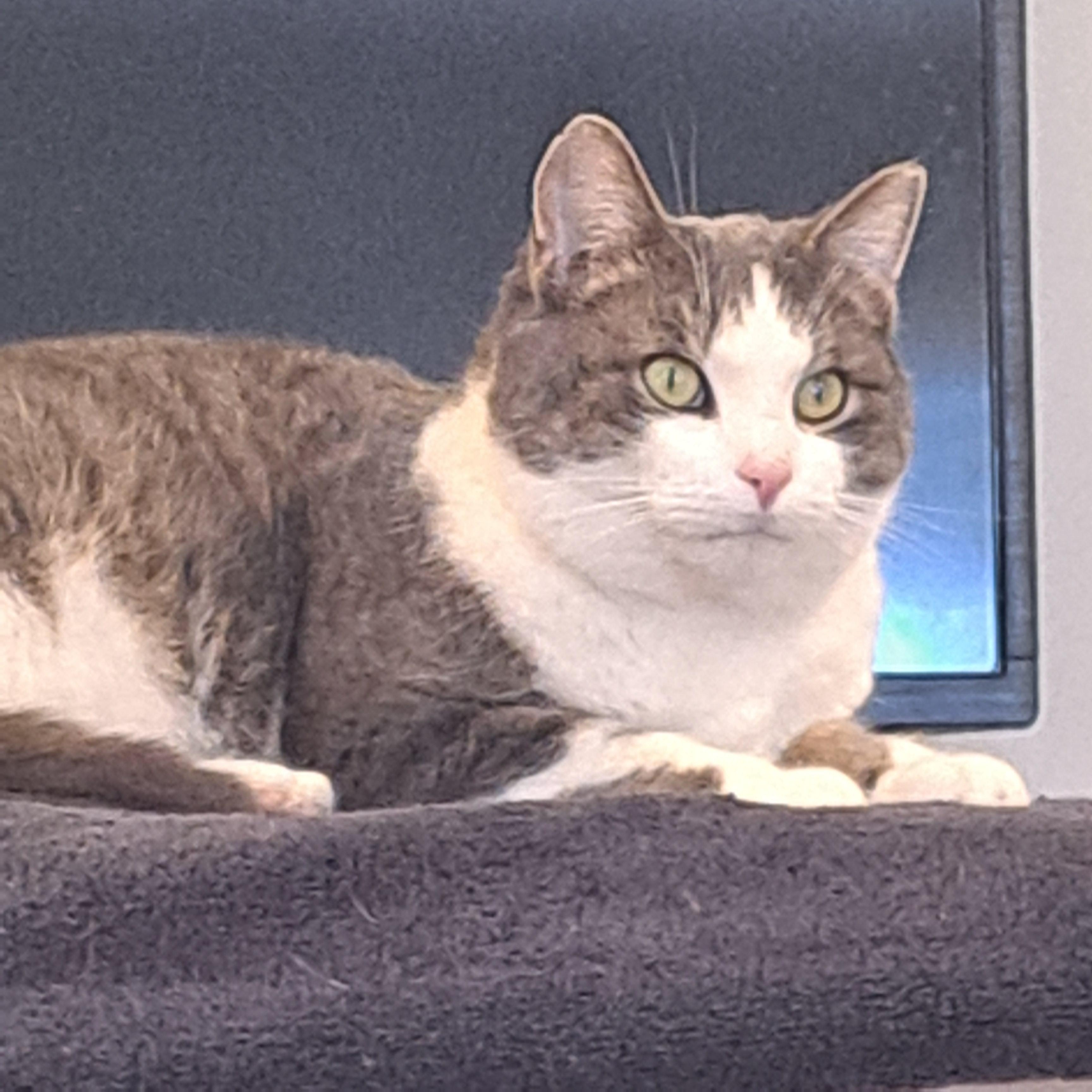 Enlarge Twiggy 4 yrs, an adopted Tabby in London, ON image 2/5