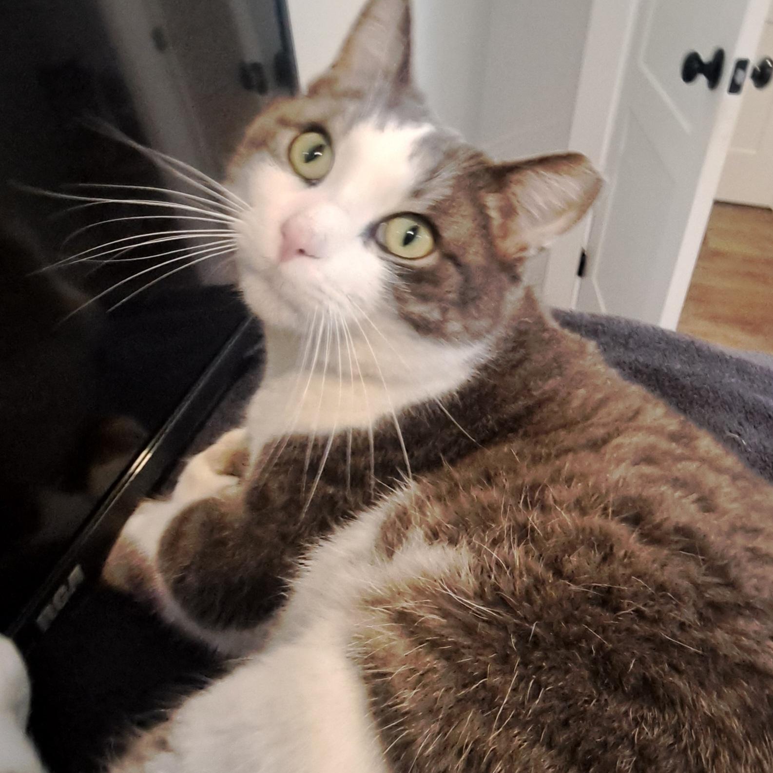 Twiggy 4 yrs, adopted, Adult Male Tabby.