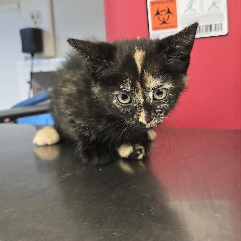 Enlarge Odile, an adopted Domestic Short Hair in Orange, VA image 1/1