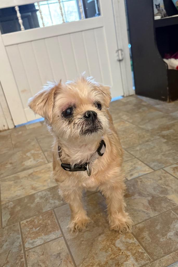 Enlarge Sophie, a Adoptable mixed breed in Parsons, WV image 1/1