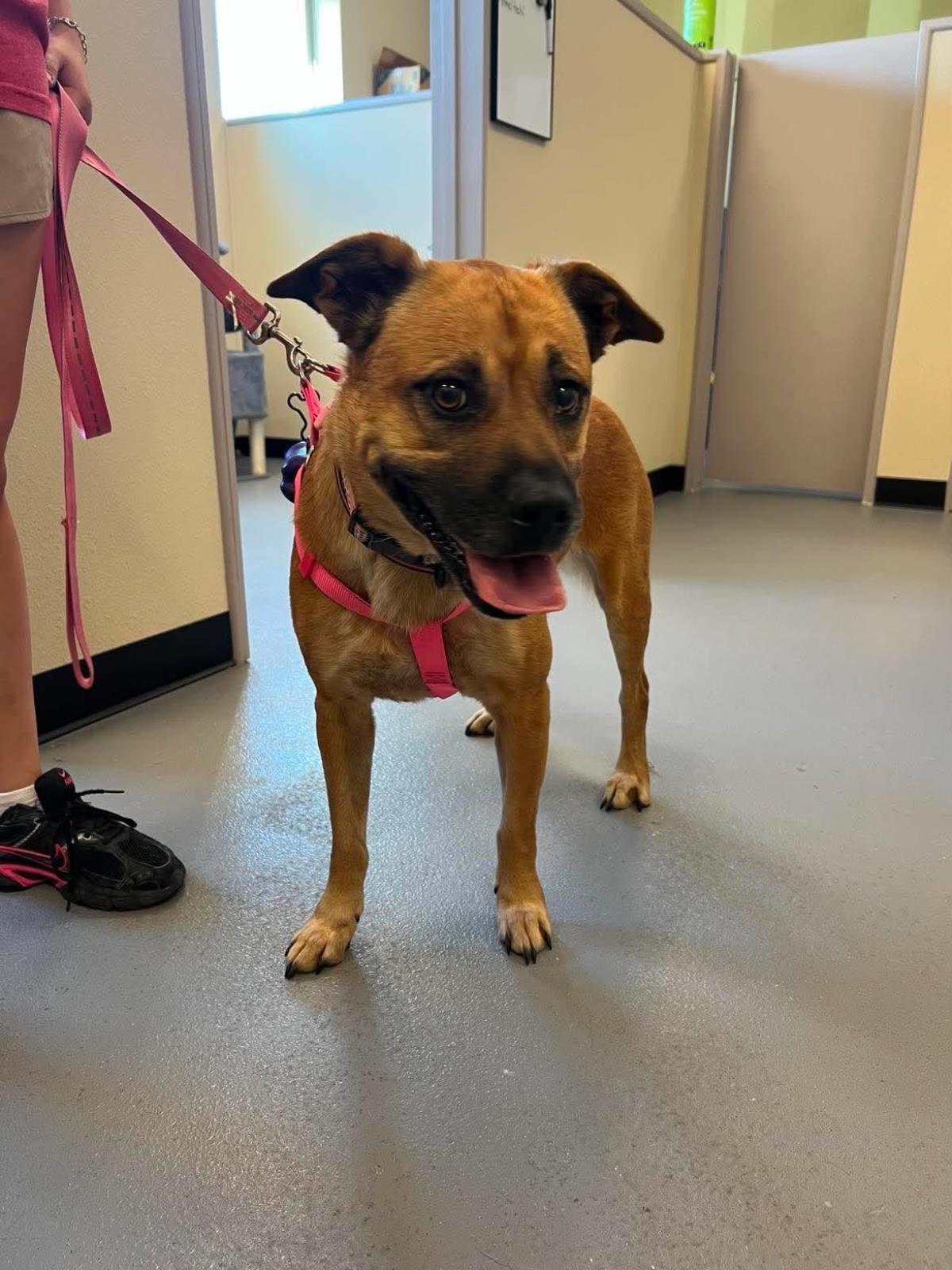 Enlarge Honey, a Adoptable mixed breed in Rockwall, TX image 1/3