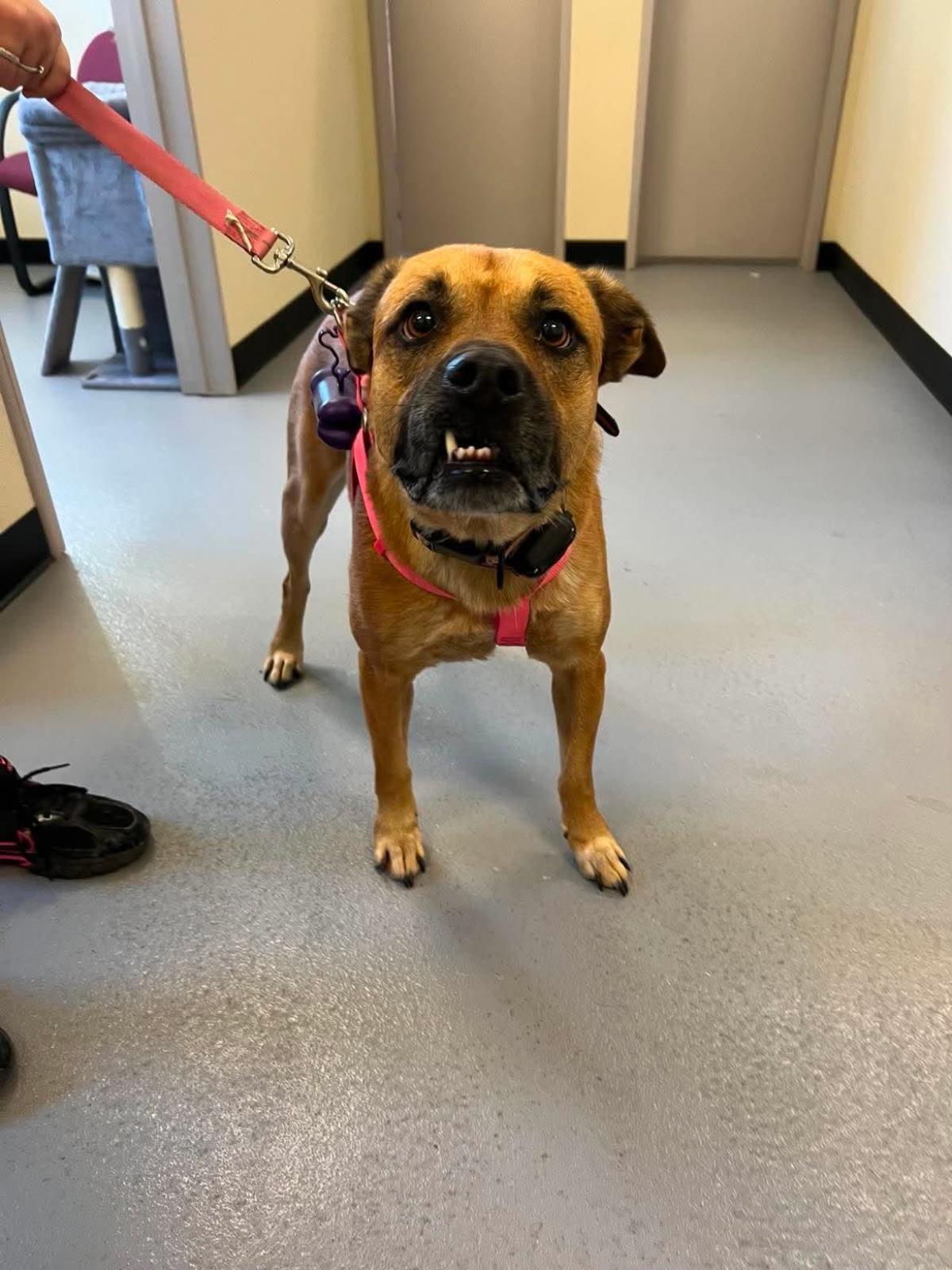 Enlarge Honey, a Adoptable mixed breed in Rockwall, TX image 2/3