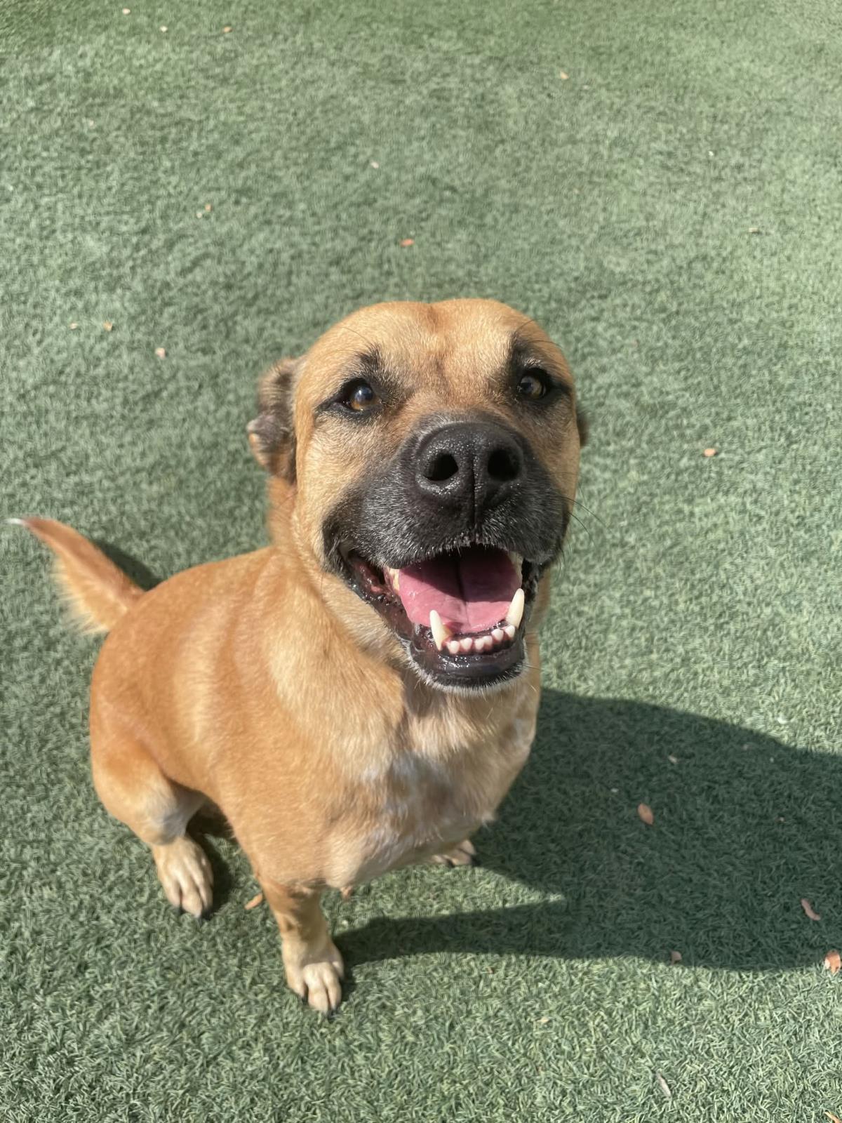 Enlarge Honey, a Adoptable mixed breed in Rockwall, TX image 3/3