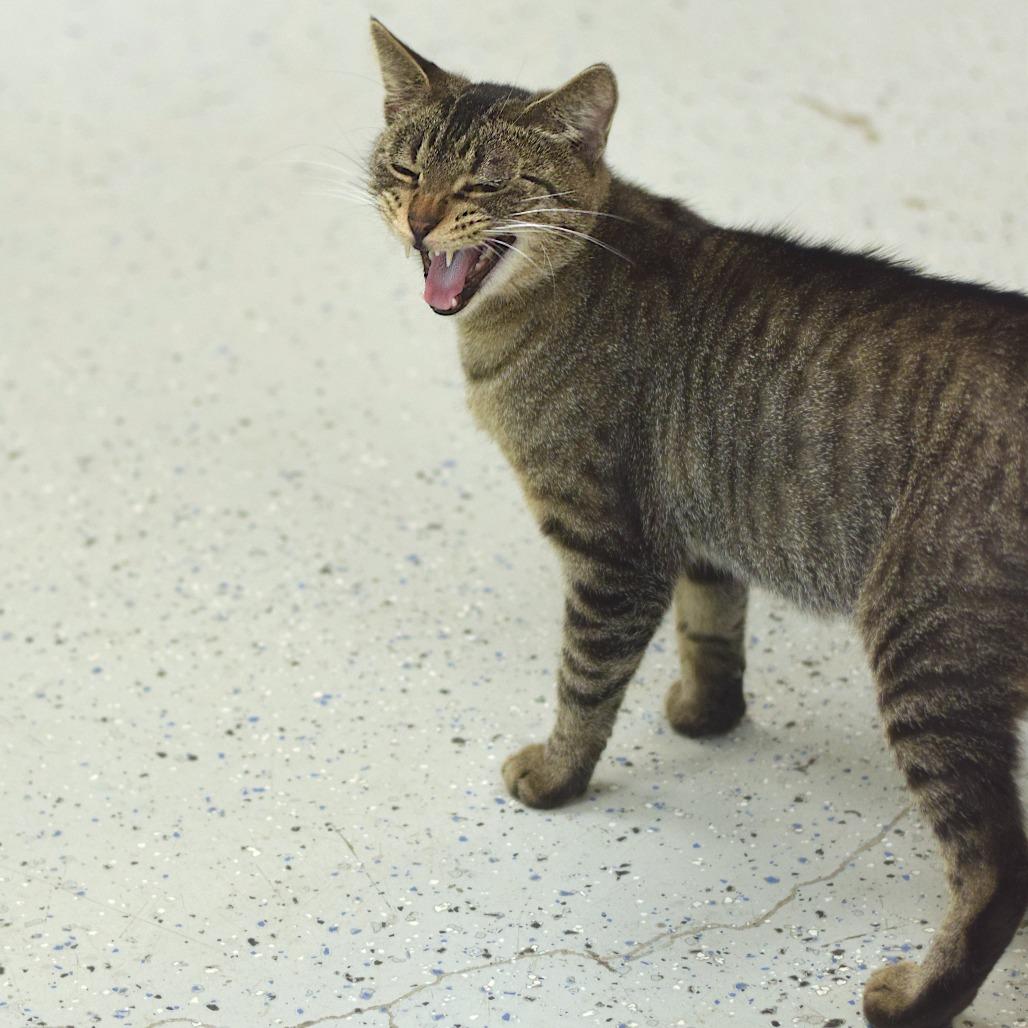 Carly Cosgrove, Adoptable, Adult Female Domestic Short Hair.