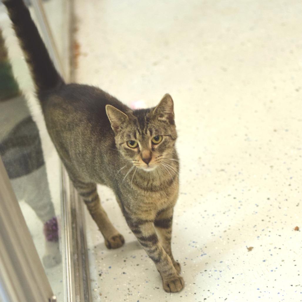 Carly Cosgrove, a Adoptable Domestic Short Hair in Belleville, IL image 2/4