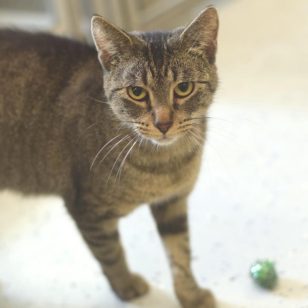 Carly Cosgrove, a Adoptable Domestic Short Hair in Belleville, IL image 3/4
