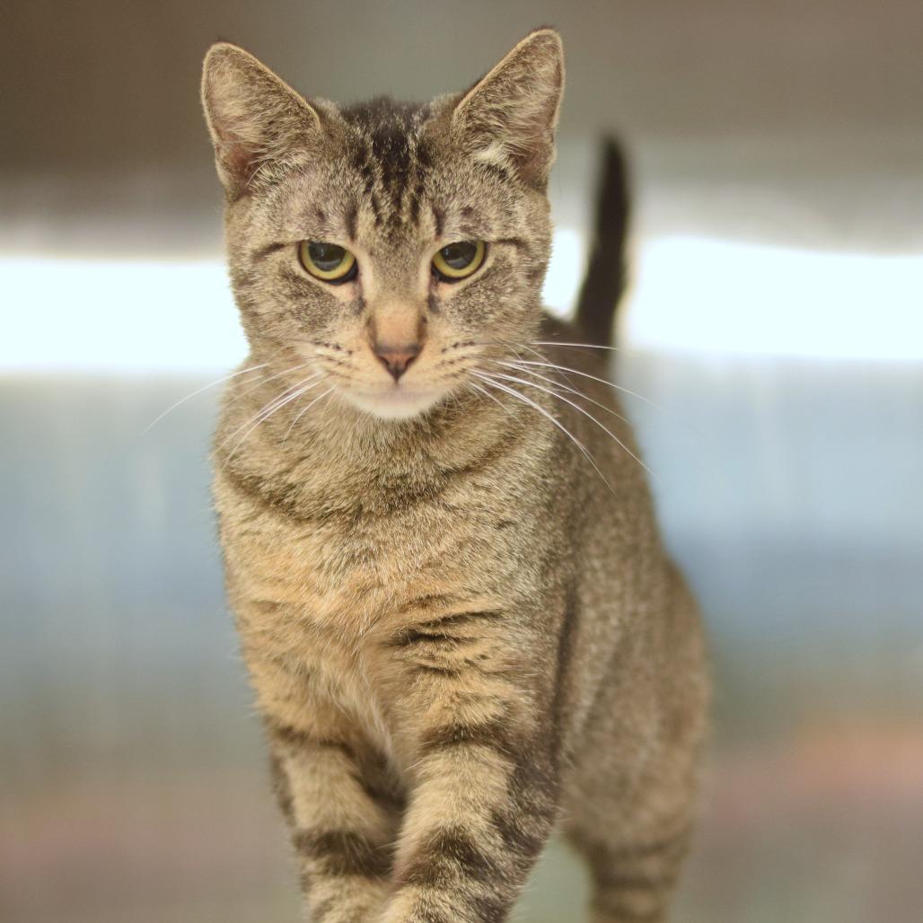 Carly Cosgrove, a Adoptable Domestic Short Hair in Belleville, IL image 4/4