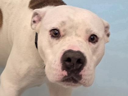 Duchess, Adoptable, Adult Female Pit Bull Terrier & Mixed Breed.