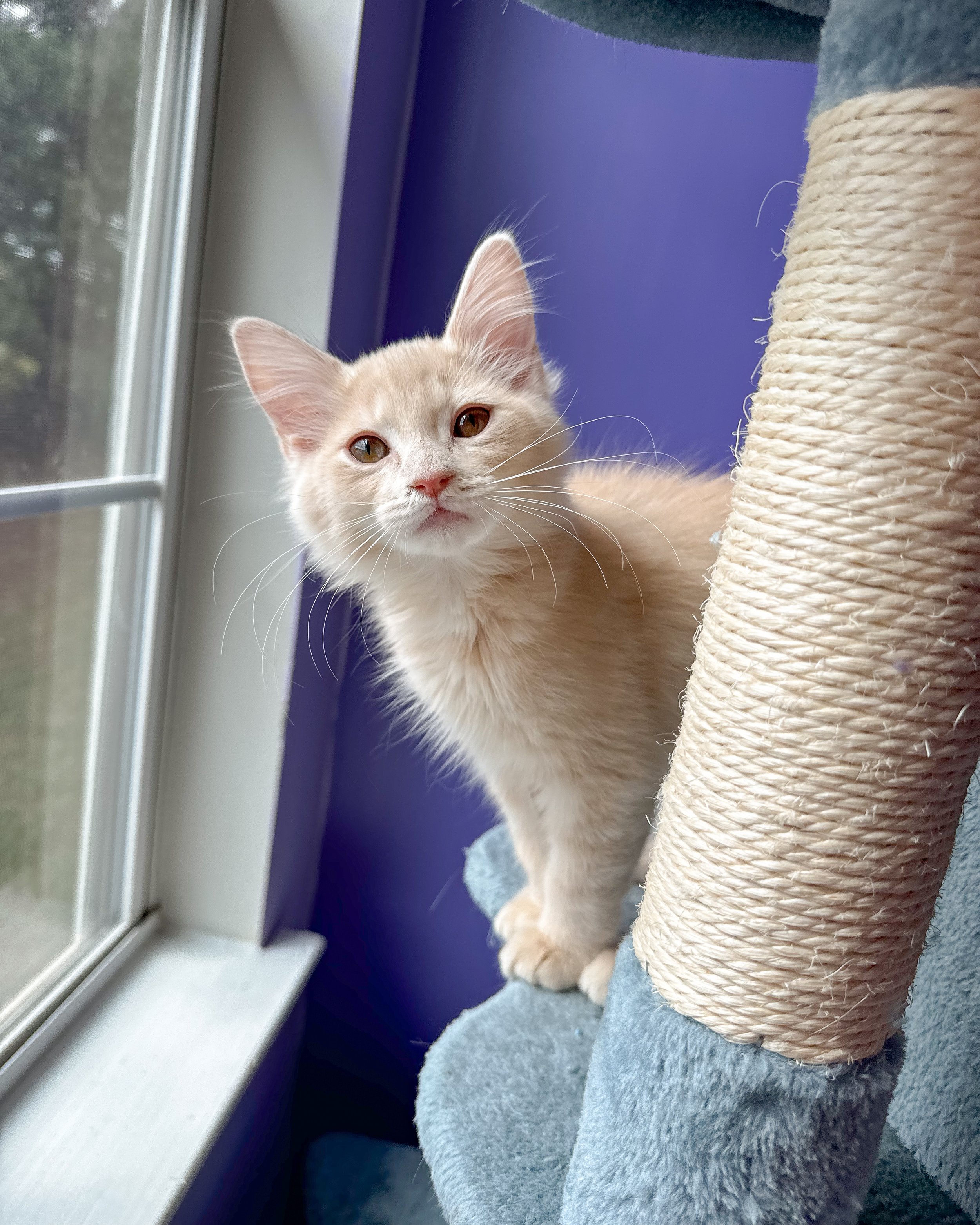 Chance, Adopted, Young Male Domestic Medium Hair.