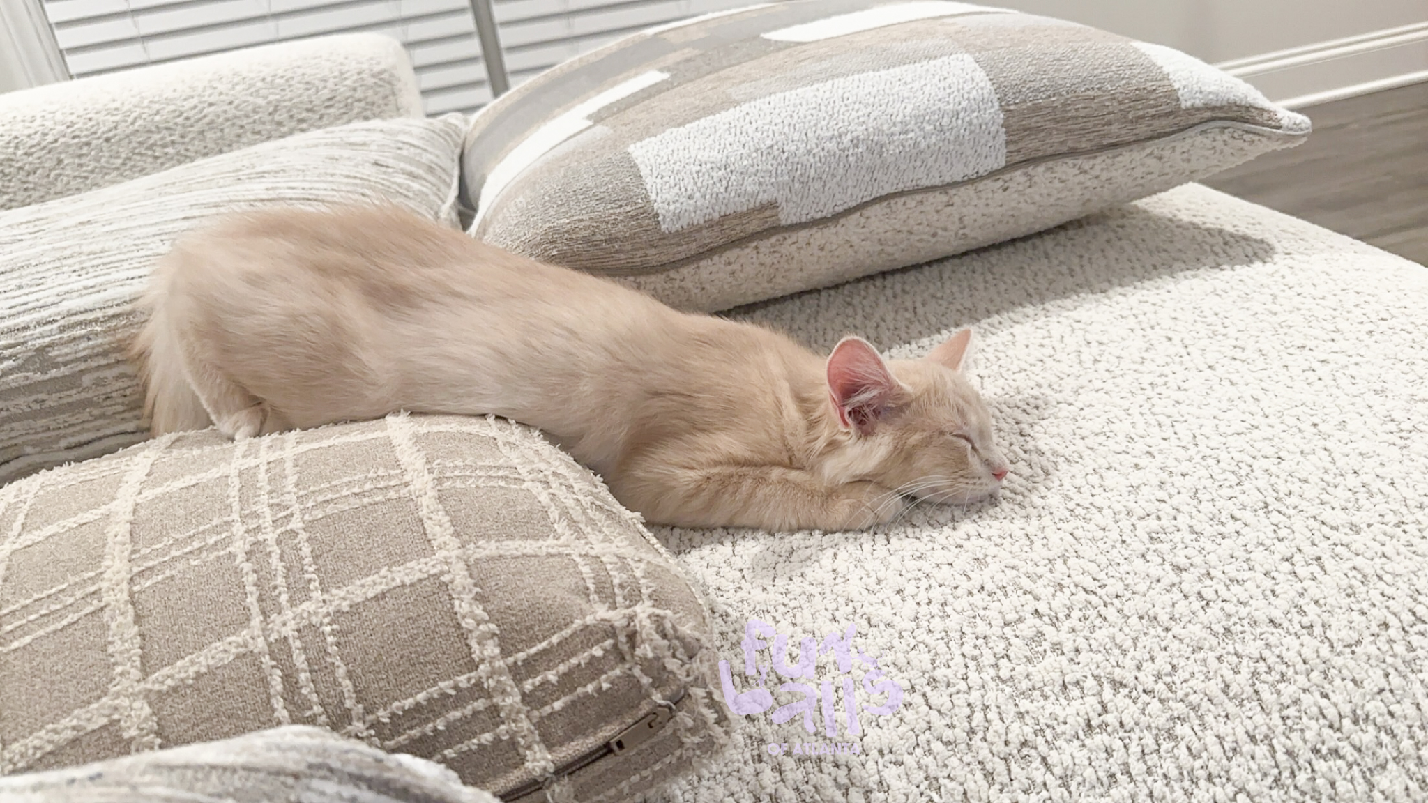 Enlarge Chance, a Adopted Domestic Medium Hair in Atlanta, GA image 2/5