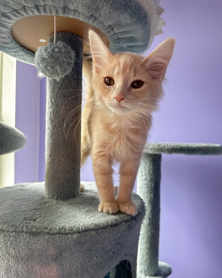 Enlarge Chance, a Adopted Domestic Medium Hair in Atlanta, GA image 4/5