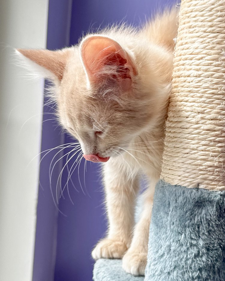 Enlarge Chance, a Adopted Domestic Medium Hair in Atlanta, GA image 5/5