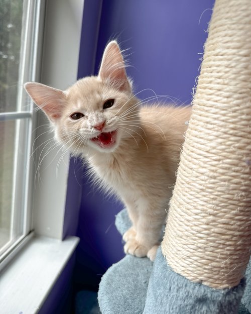 Enlarge Chance, a Adopted Domestic Medium Hair in Atlanta, GA image 3/5