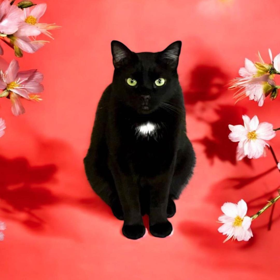 Enlarge Blacky, a Adoptable Domestic Short Hair in Gilroy, CA image 4/4