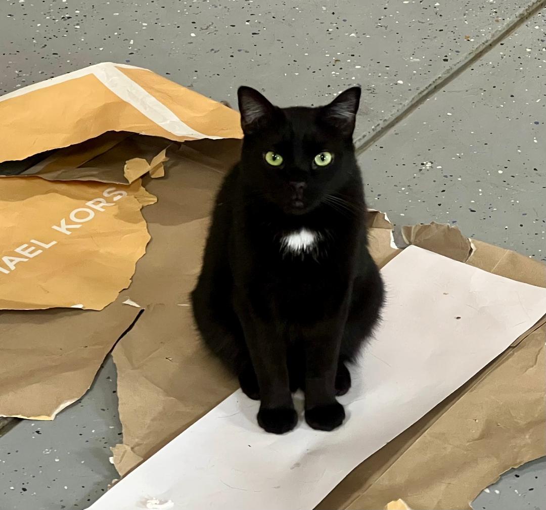 Enlarge Blacky, a Adoptable Domestic Short Hair in Gilroy, CA image 2/4