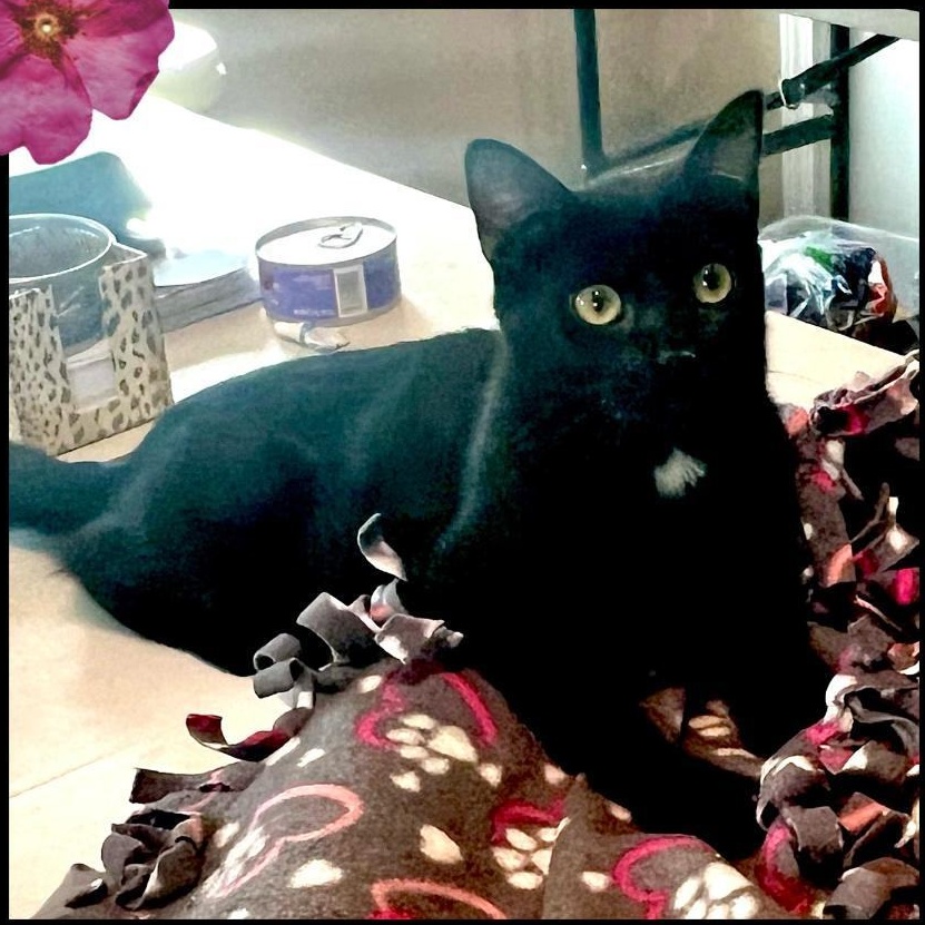 Enlarge Blacky, a Adoptable Domestic Short Hair in Gilroy, CA image 3/4