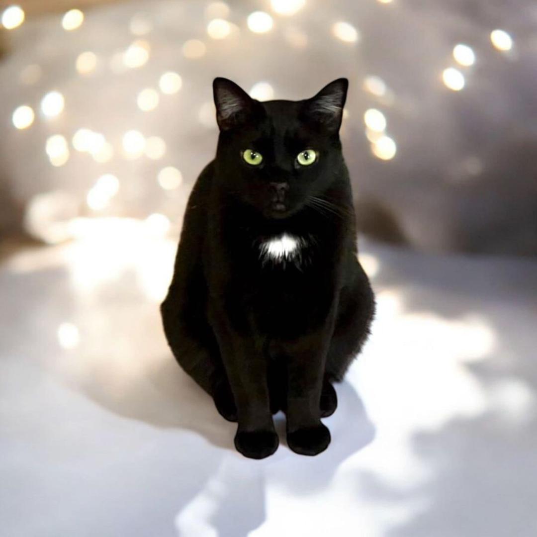 Blacky, Adult Male Domestic Short Hair