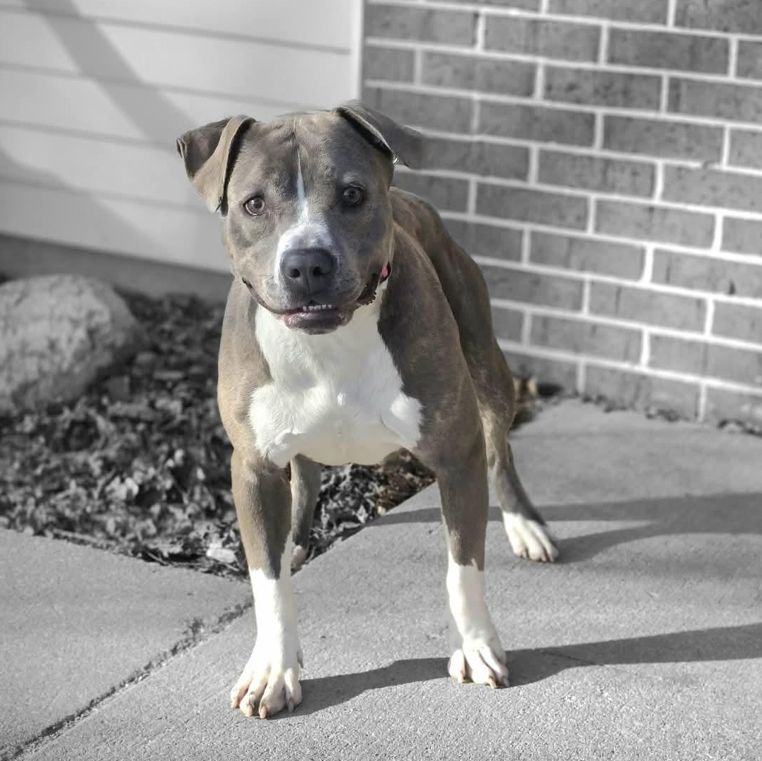Enlarge Dolce, a ADOPTABLE mixed breed in Waterloo, IA image 1/2