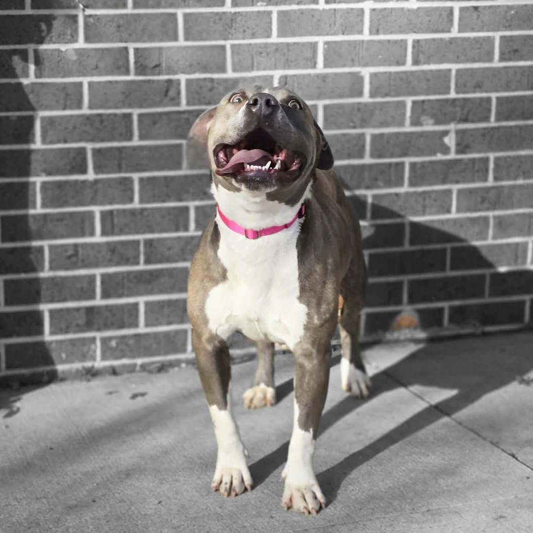 Enlarge Dolce, a ADOPTABLE mixed breed in Waterloo, IA image 2/2