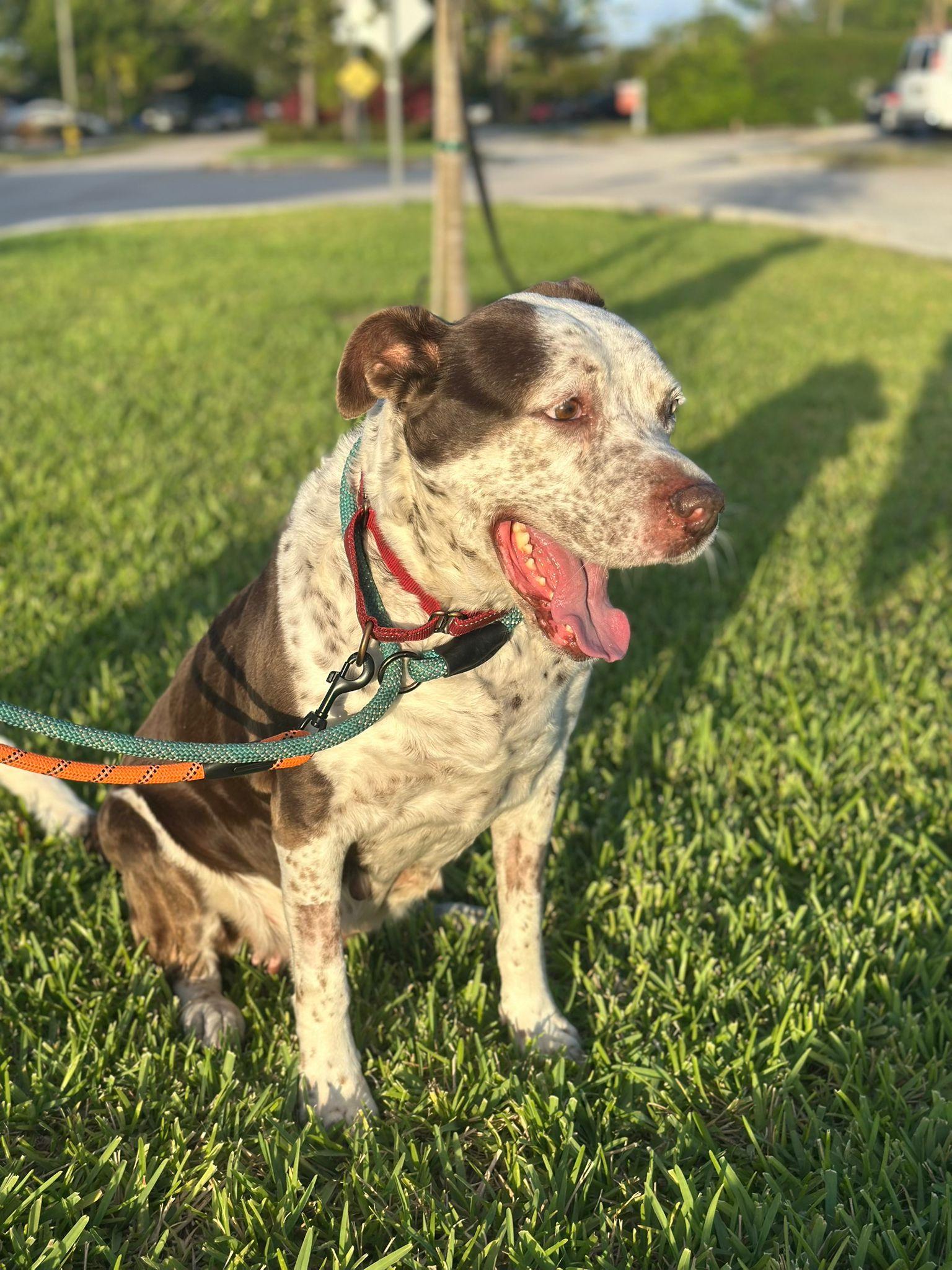 Hayden, Adoptable, Young Female Terrier.