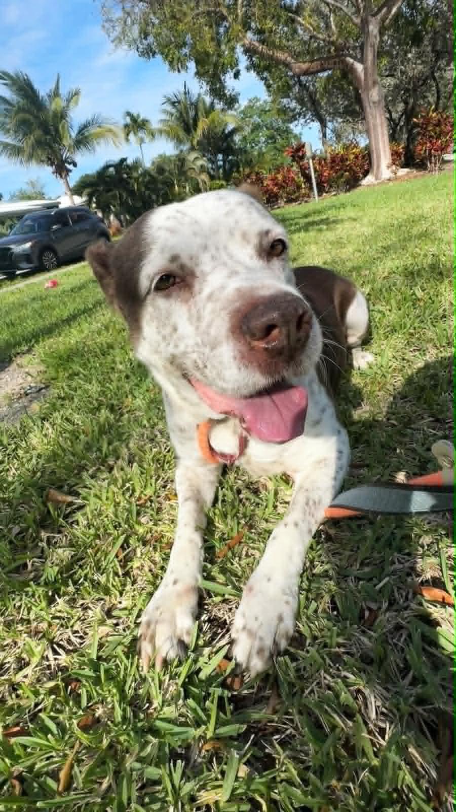 Hayden, a Adoptable Terrier in Pompano Beach, FL image 2/3