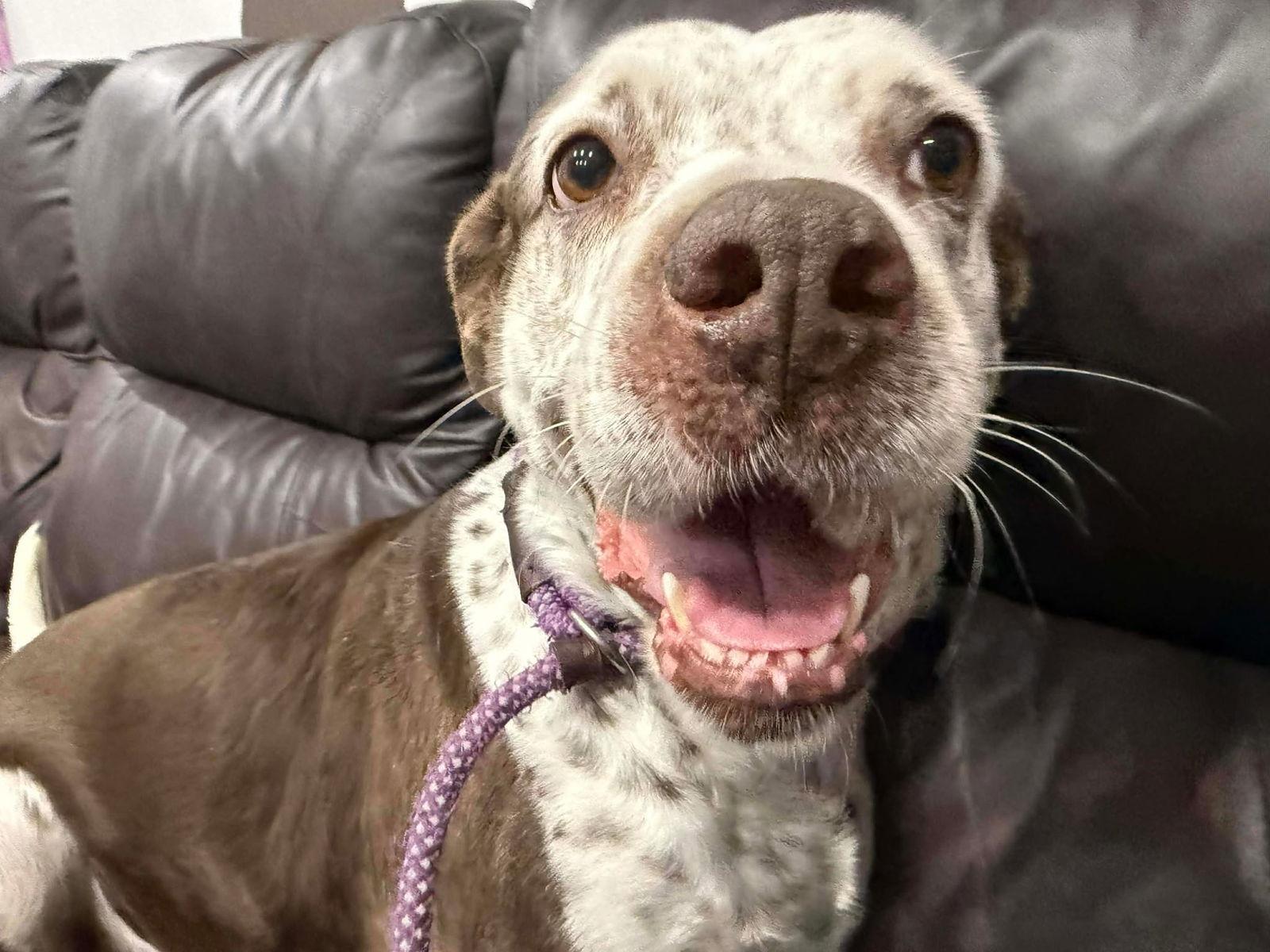 Hayden, a Adoptable Terrier in Pompano Beach, FL image 2/3
