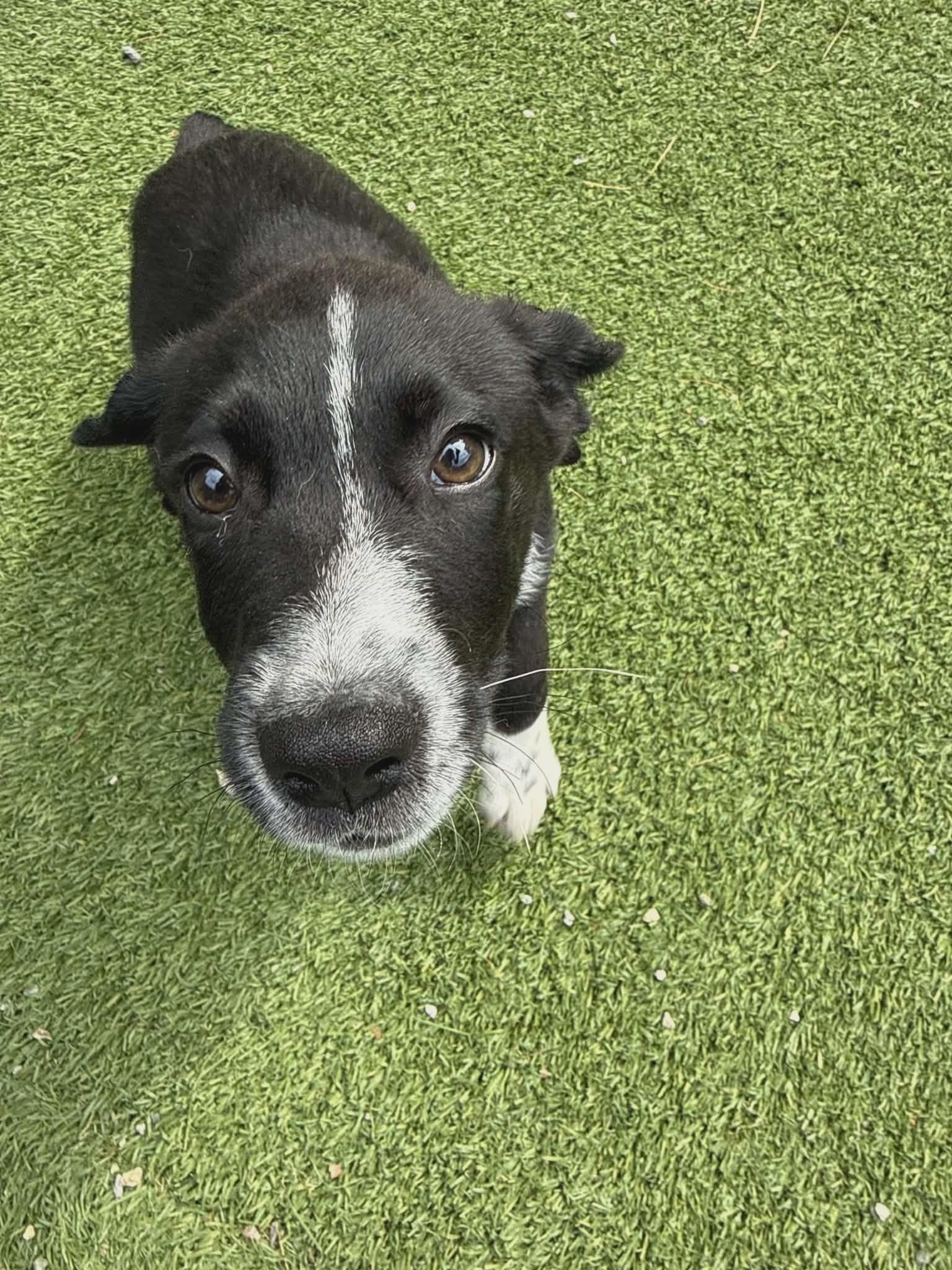 Freddie, ADOPTABLE, Puppy Male Australian Shepherd.