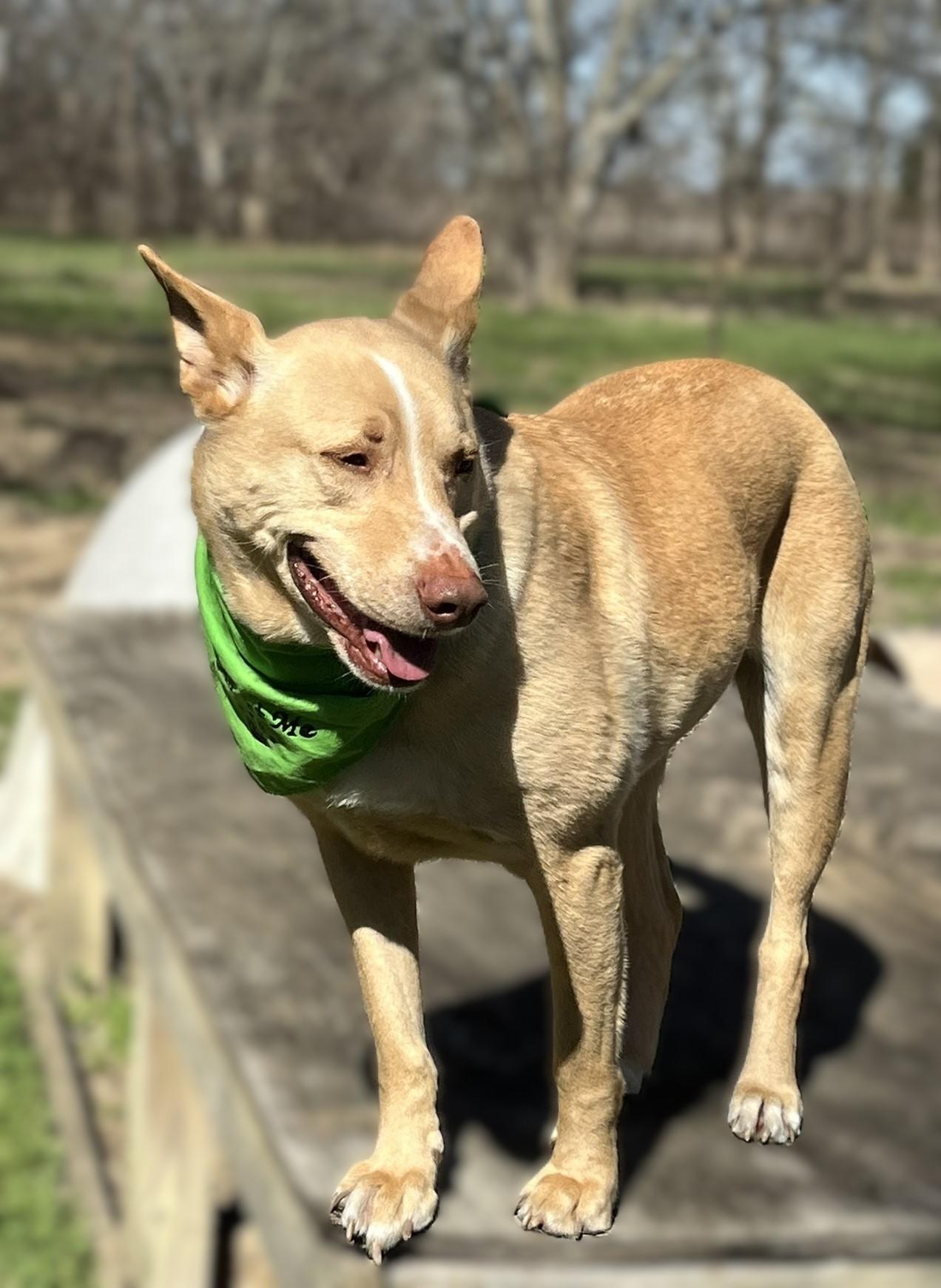 Enlarge Sprite, a Adoptable mixed breed in Godley, TX image 2/6