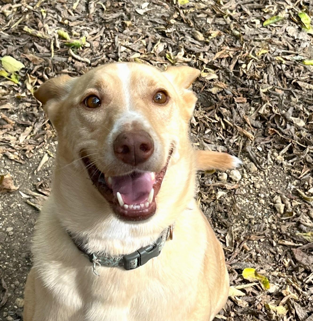 Sprite, an adoptable Retriever, Shepherd in Godley, TX, 76044 | Photo Image 1