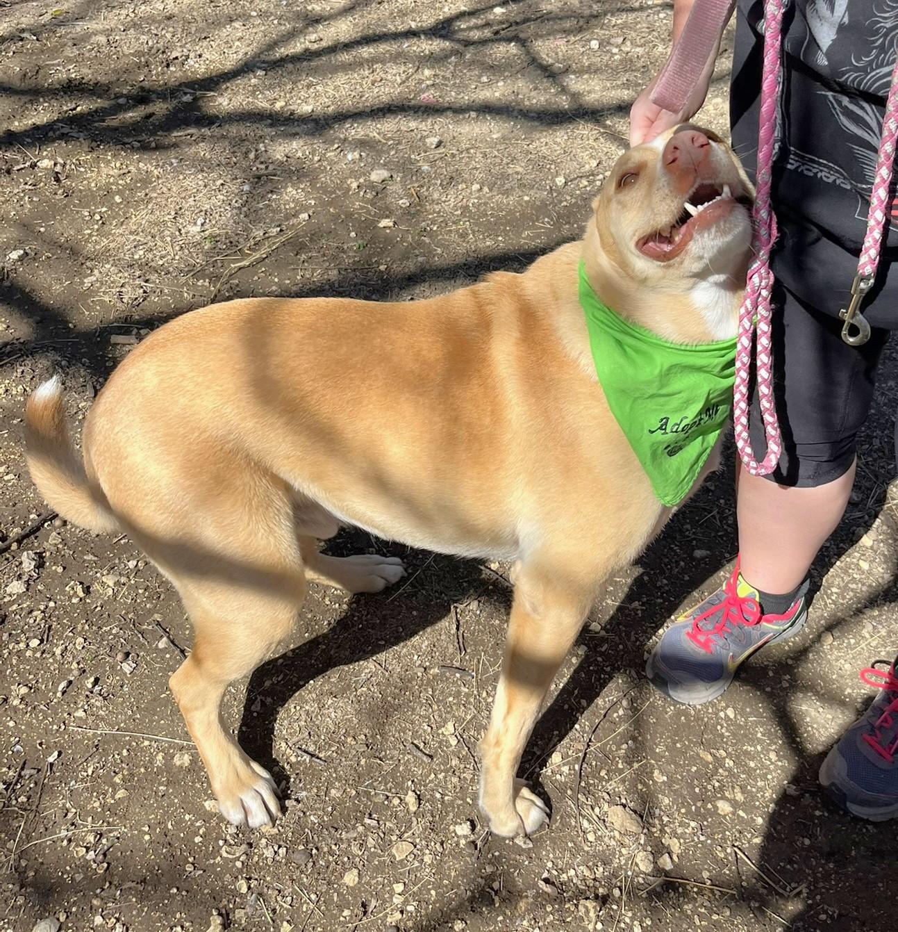 Enlarge Sprite, a Adoptable mixed breed in Godley, TX image 5/6