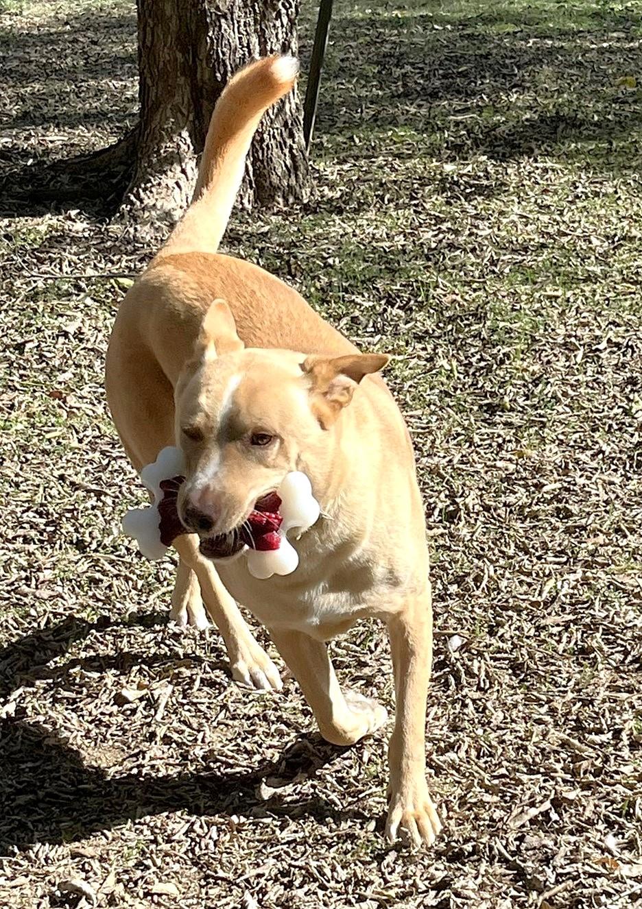 Enlarge Sprite, a Adoptable mixed breed in Godley, TX image 6/6