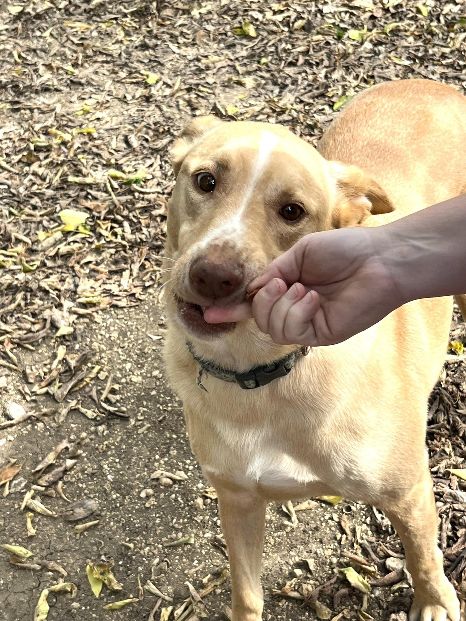 Sprite, a Adoptable mixed breed in Godley, TX image 2/6