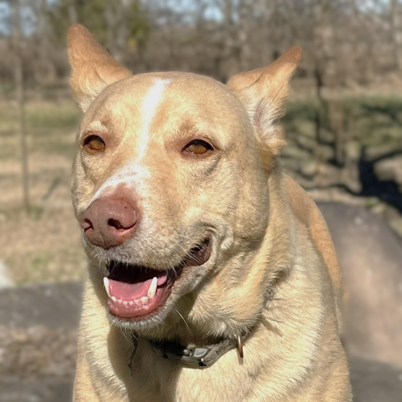 Sprite, Adoptable, Adult Male Retriever & Shepherd.