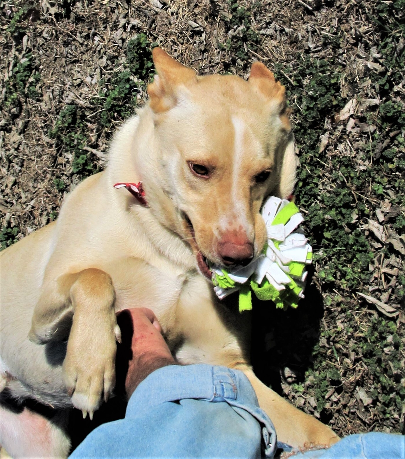 Sprite, a Adoptable mixed breed in Godley, TX image 5/6