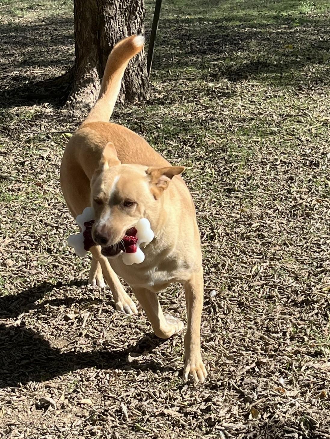 Sprite, an adoptable Retriever, Shepherd in Godley, TX, 76044 | Photo Image 6