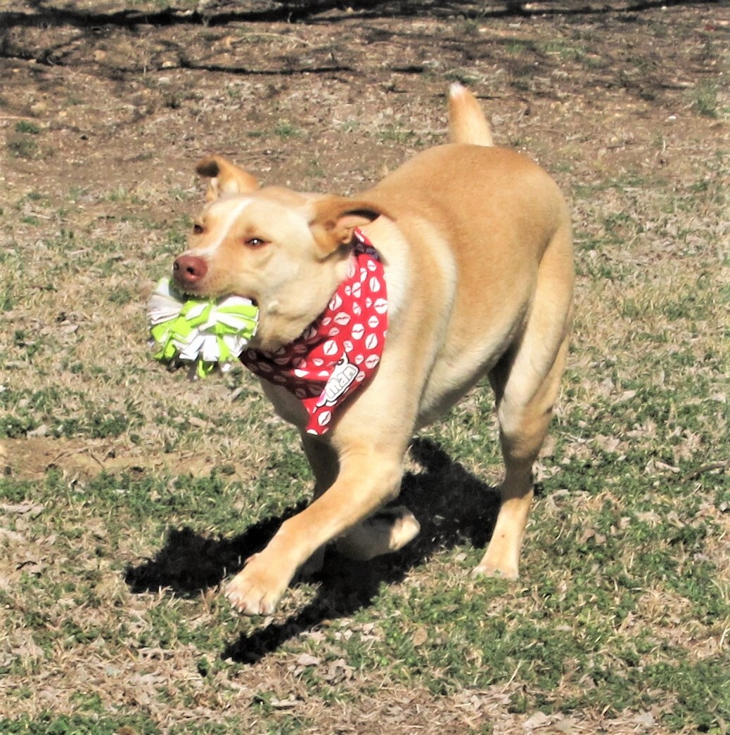 Sprite, a Adoptable mixed breed in Godley, TX image 3/6