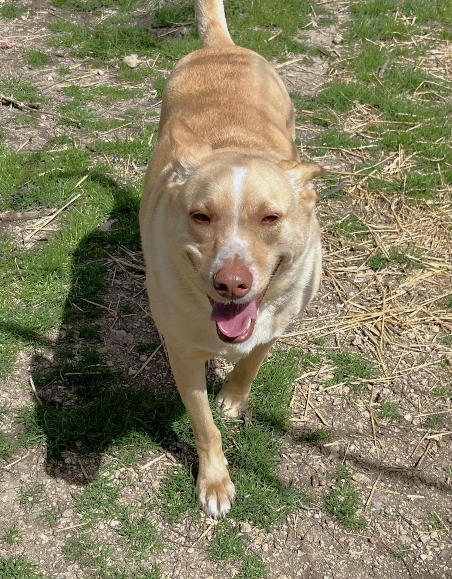 Enlarge Sprite, a Adoptable mixed breed in Godley, TX image 6/6