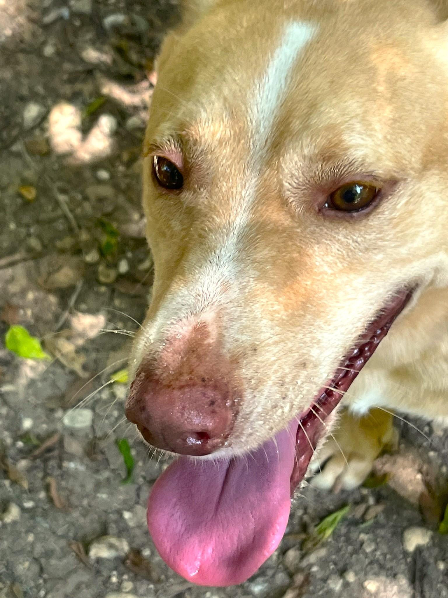 Enlarge Sprite, a Adoptable mixed breed in Godley, TX image 4/6