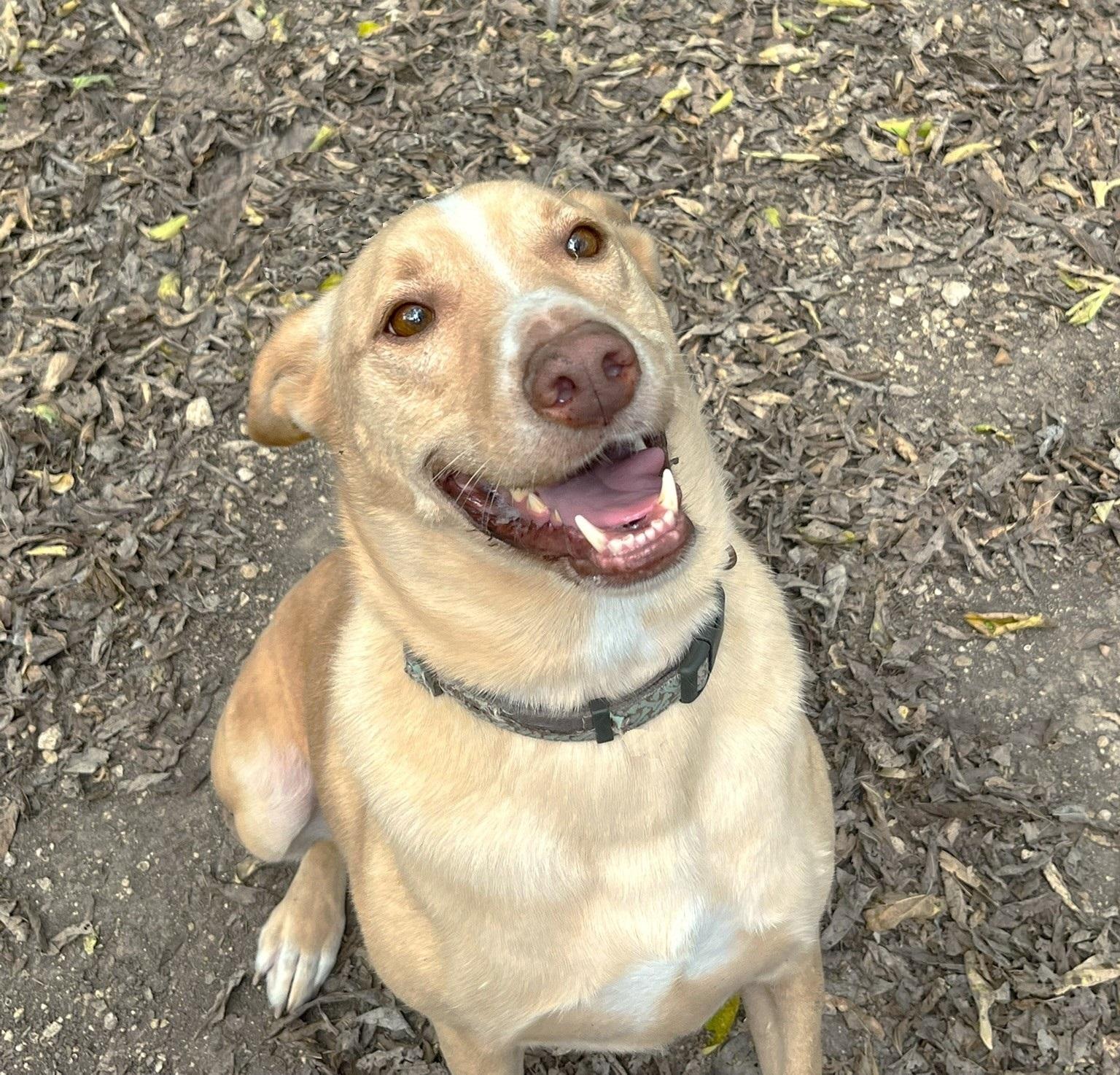 Enlarge Sprite, a Adoptable mixed breed in Godley, TX image 3/6