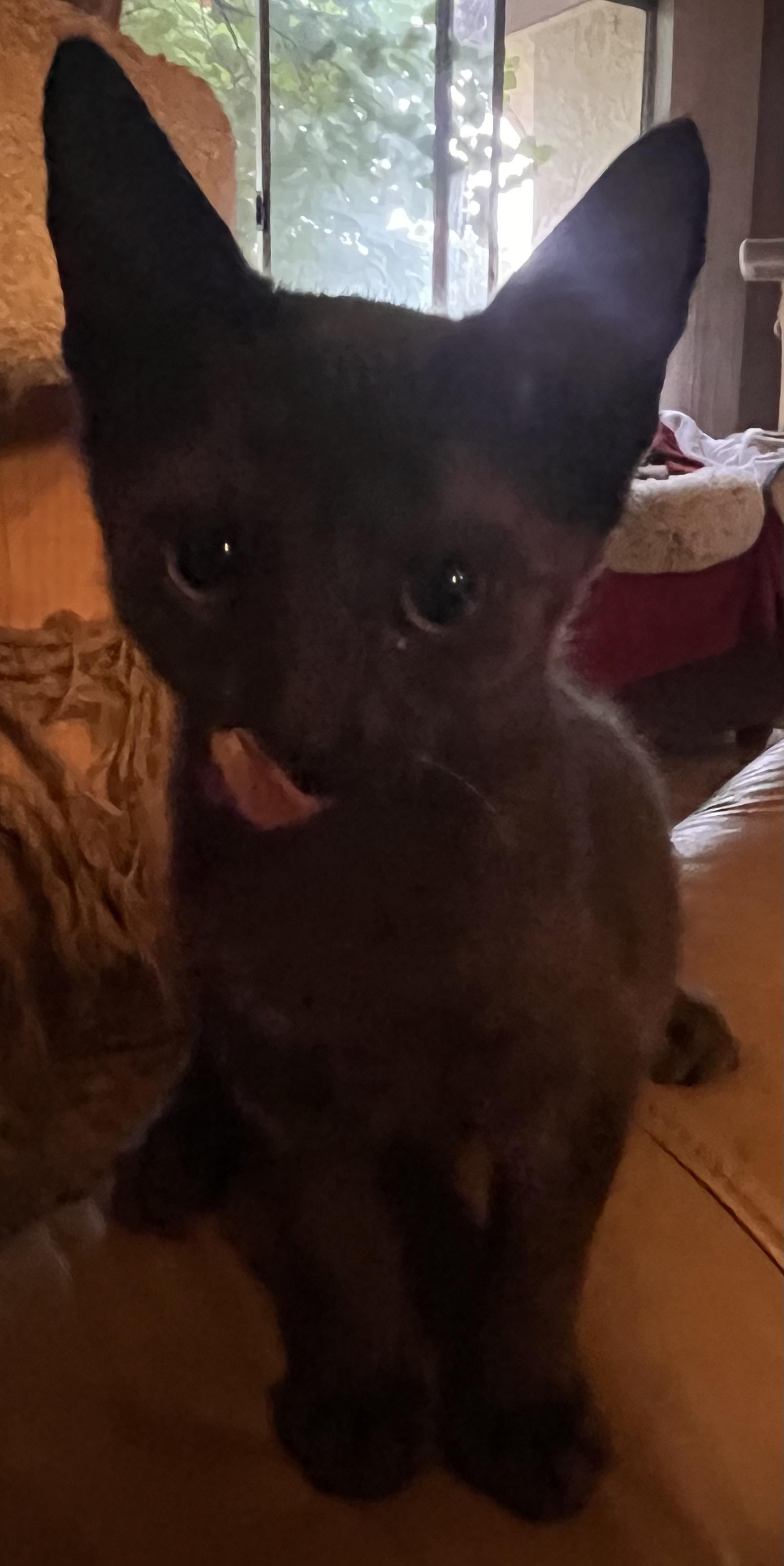 Enlarge Stetson, a Adoptable mixed breed in Moreno Valley, CA image 2/6