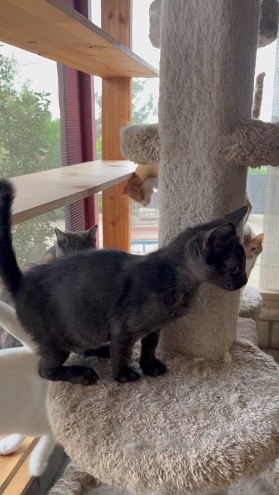 Enlarge Stetson, a Adoptable mixed breed in Moreno Valley, CA video 3/6