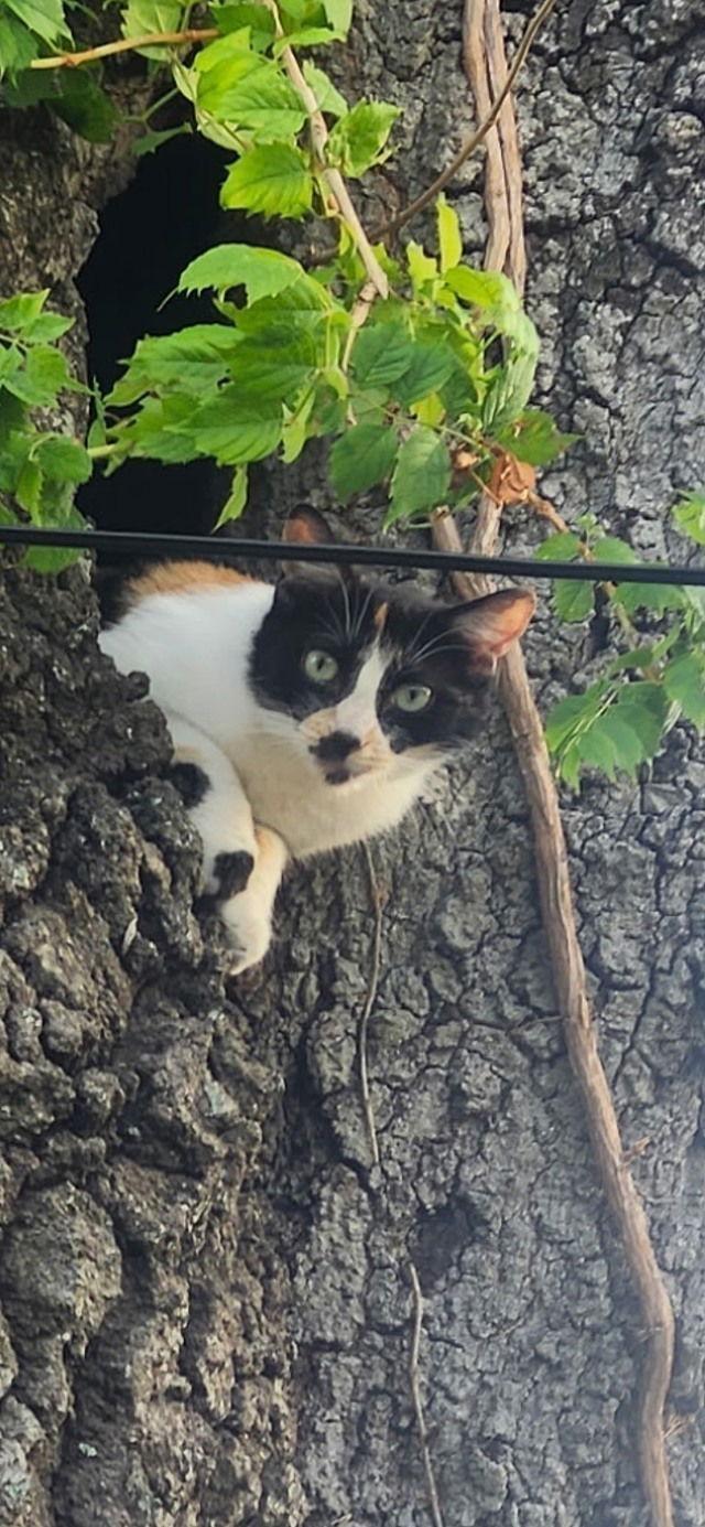 Enlarge Groucho Marx Kelli, a Adoptable Domestic Short Hair in Tampa, FL image 1/1