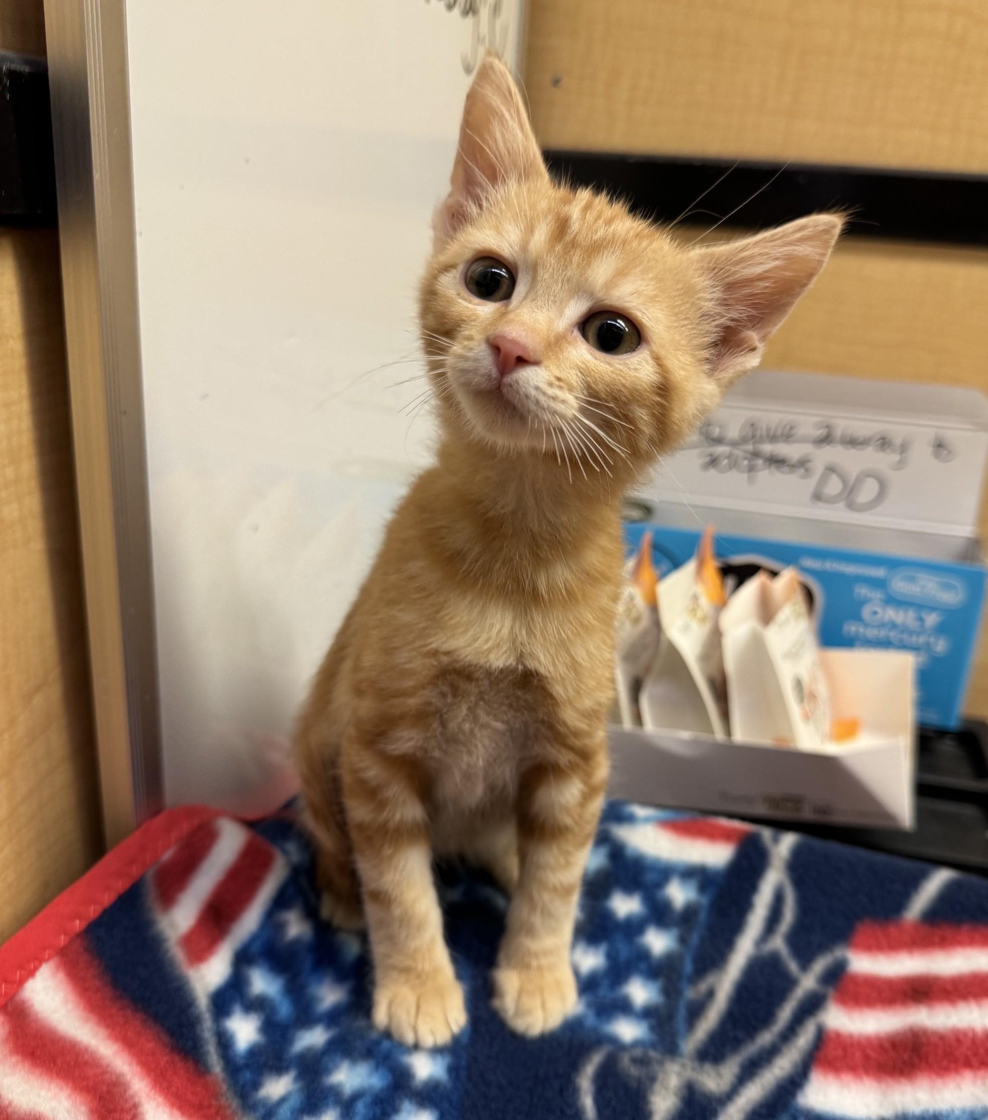 Matteo, an adopted mixed breed in Albuquerque, NM image 1/4