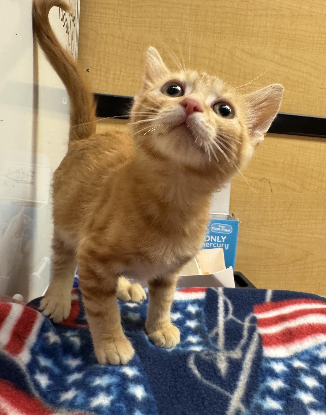 Matteo, an adopted mixed breed in Albuquerque, NM image 2/4