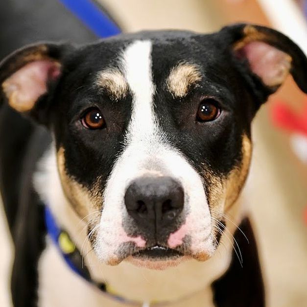 Enlarge Voight, a Adoptable mixed breed in Oklahoma City, OK image 9/12