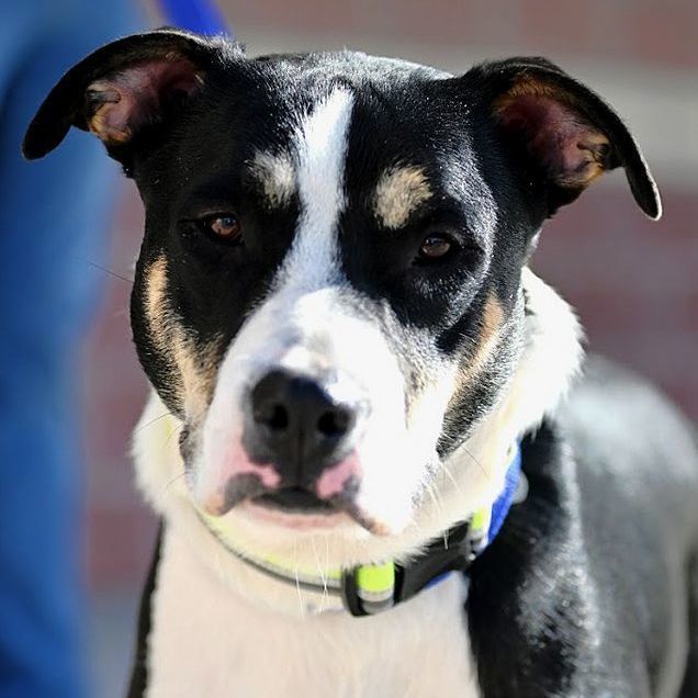 Enlarge Voight, a Adoptable mixed breed in Oklahoma City, OK image 10/12