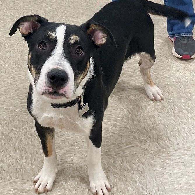 Enlarge Voight, a Adoptable mixed breed in Oklahoma City, OK image 1/12