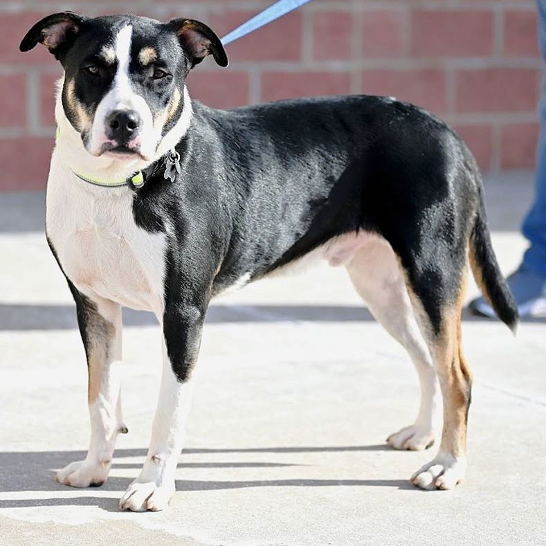 Enlarge Voight, a Adoptable mixed breed in Oklahoma City, OK image 12/12