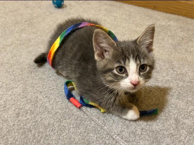 Enlarge WASHINGTON, a Adoptable Domestic Short Hair in Ames, IA image 1/1