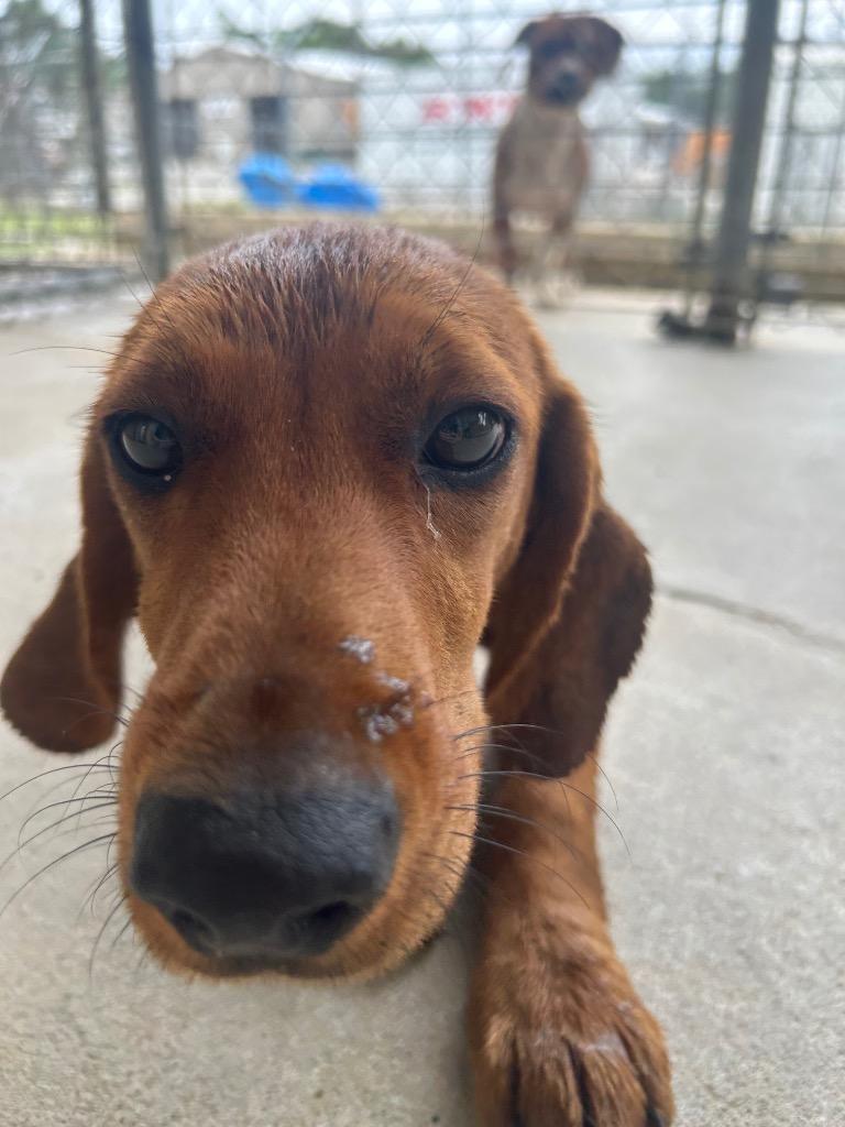 Enlarge Maple, a Adoptable mixed breed in Morgantown, KY image 1/1